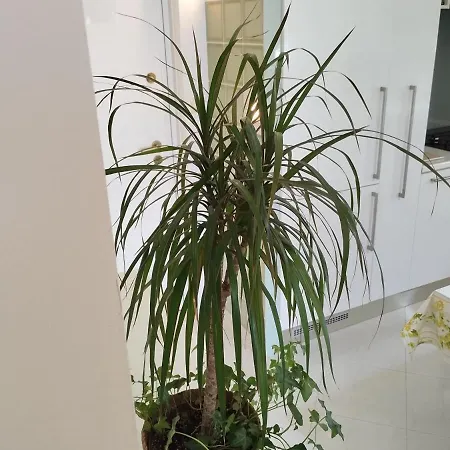 Lejlighed Azure View Split